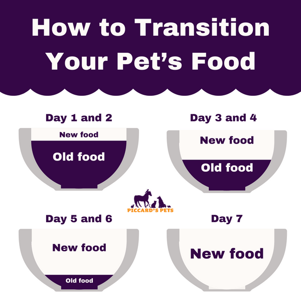 Switching Your Pet's Food? Here Is Everything You Need To Know! | Piccard Pets