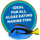 Hikari Saki-Hikari Marine Herbivore MD Sinking Fish Food 3.17 oz. Hikari