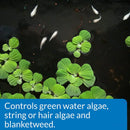 API Pond ALGAEFIX Algae Control Solution 8 oz. Bottle API